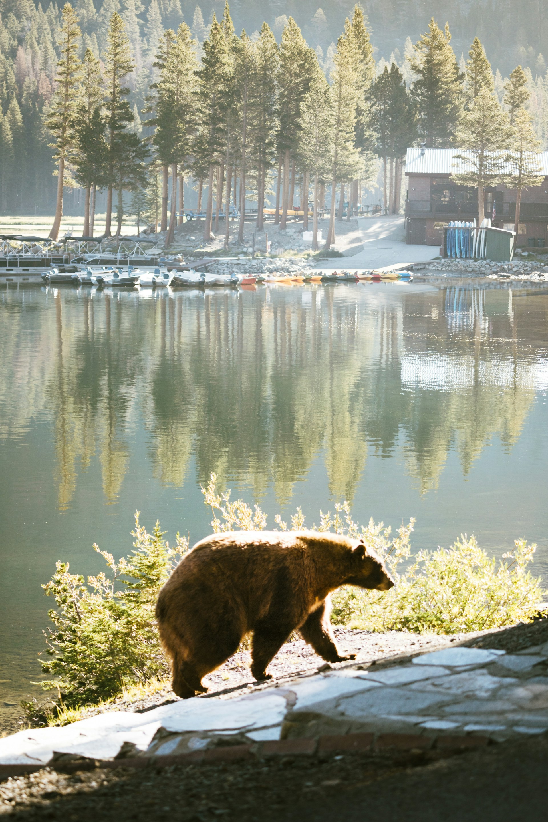 bear walking next to lake in mammoth