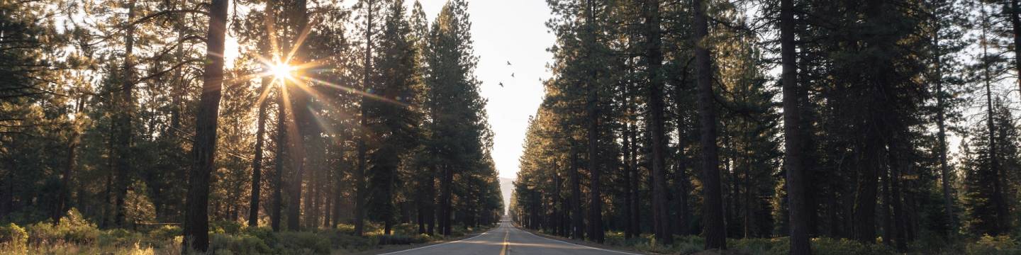 Road lined by pine trees