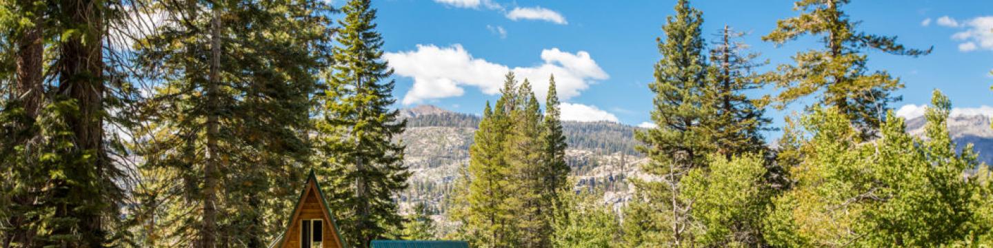 Trees and wildnerness is Red's Meadow