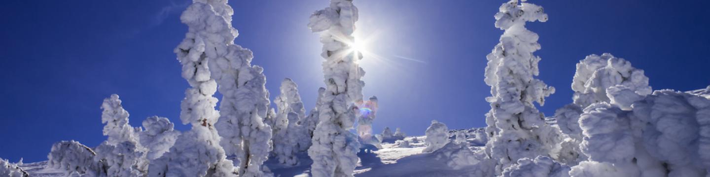 Snowy Trees