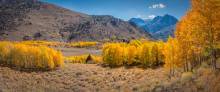 Autumn leaves in the Eastern Sierra near Mammoth California.