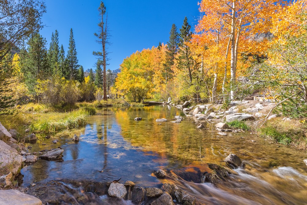 Autumn leaves in the Eastern Sierra near Mammoth California.