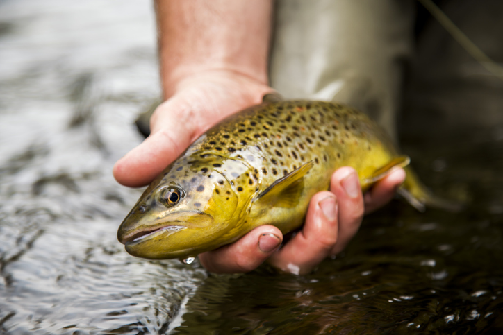 A fishermen holds a brown trout