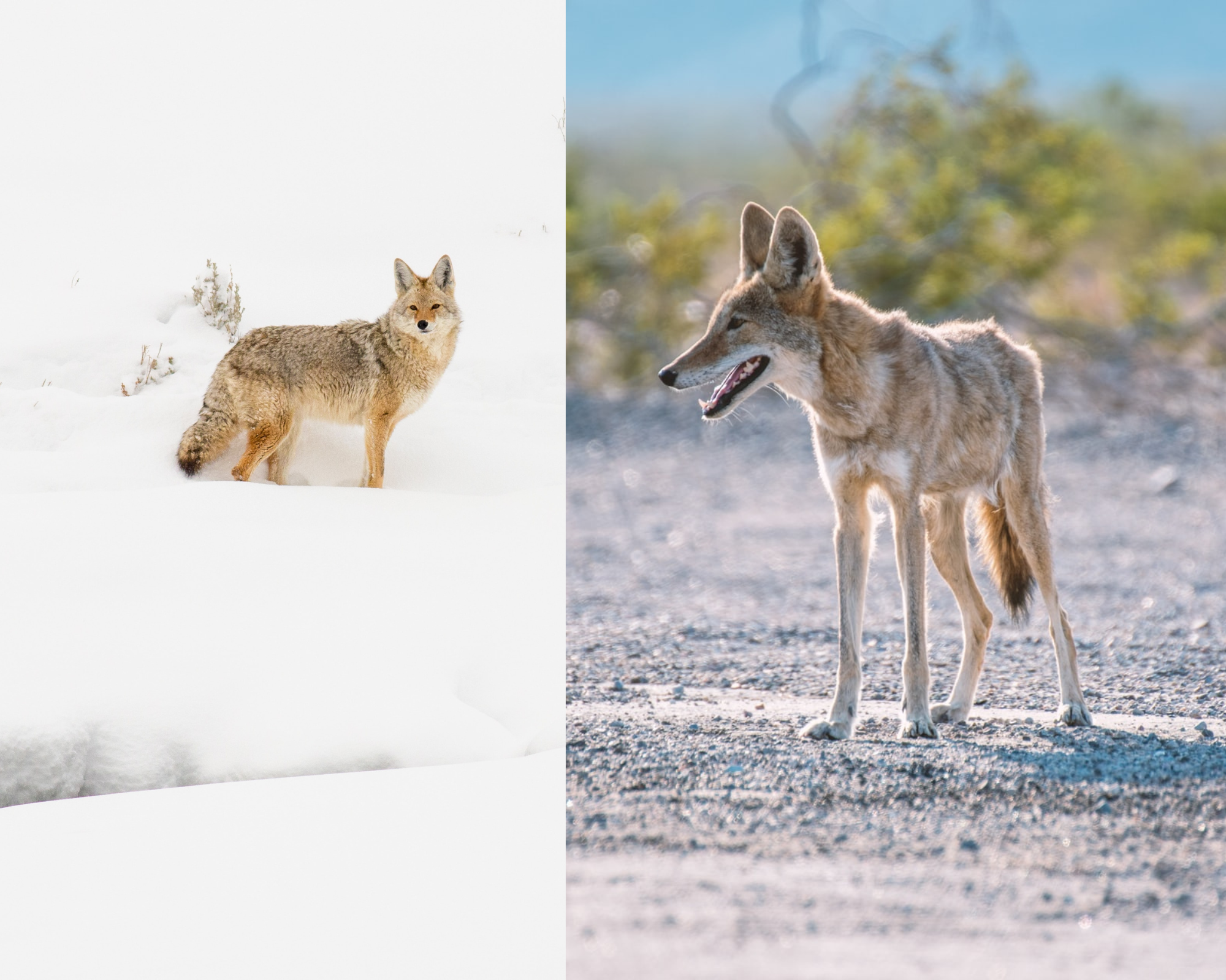 Coyote pictured in Yosemite versus coyote pictured in Death Valley