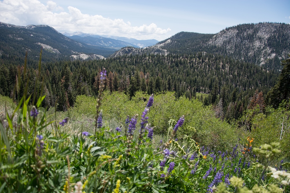 Wildflowers Near Mammoth in the Sierra Nevada Mountains