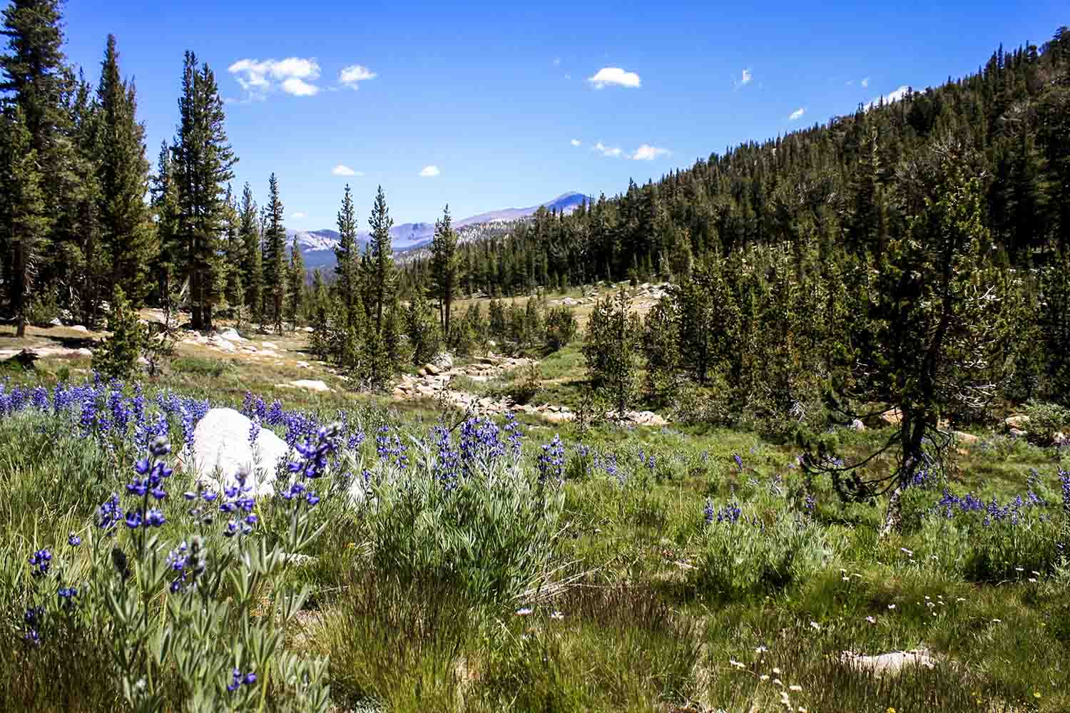 Wildflowers at Yosemite National Park